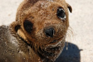 This Baby Sea Lion Was So Cute