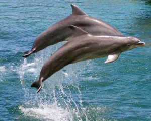 These Dolphins Are Just Swimming By The Boat